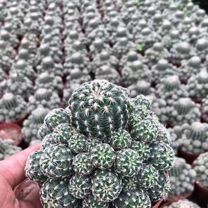 开花樱花罗星丸仙人球裸萼球属群生多头易群花阳台盆栽多肉植物