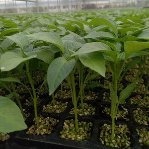 食用辣椒树苗多年生果树苗南北方种植朝天椒盆栽四季结果庭院地栽