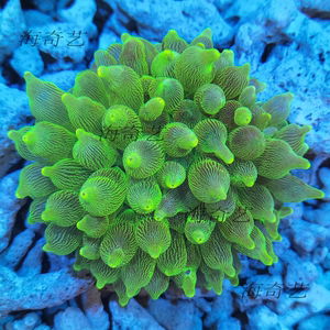 0043人付款淘宝荧光绿奶嘴海葵海水鱼 活体珊瑚 荧光绿地毯 小丑鱼