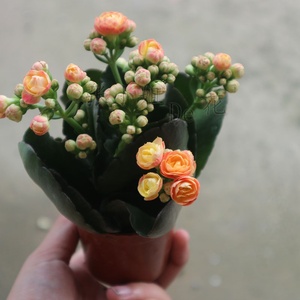 新品赫丽长寿花盆栽橘色大花品种阳台桌面办i公室内外花卉四季开