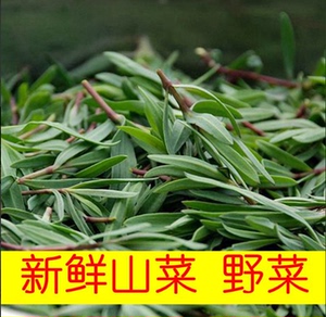 3斤 山东特产野菜山菜新鲜山苜楂蚂蚱菜山麻扎山麦杂山苜楂山麻楂