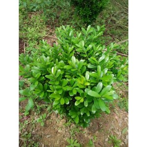 千年矮树苗常绿四季