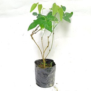 八月瓜苗二年苗八月炸盆栽树苗果苗九月黄野香蕉藤类种植来年结果