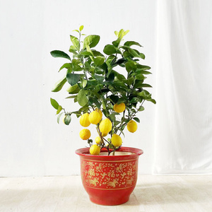 22北京同城香水柠檬盆栽柠檬树小清新室内可结果食用好养护网红a