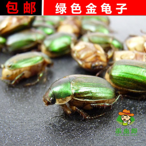 食用昆虫采虫郎沂蒙山货新鲜冷冻绿色金龟子瞎撞子瞎碰500克