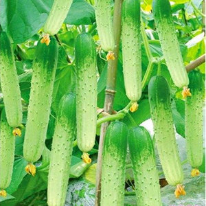 杂交甜脆王黄瓜种子老品种高产旱黄瓜种籽季春季夏季水果蔬菜种孑