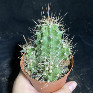 日本购一末多肉华山虾实生鹿角柱e属仙人球黄色大花开花防辐射盆