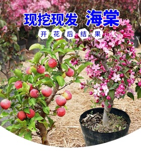 z22梦绘卷海棠花盆栽四季易活好养花卉植物室内花客厅庭院树苗盆