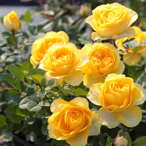 22小鼹h鼠园艺家 大花微月永远的黄金海岸微型迷你月季适合阳台a.