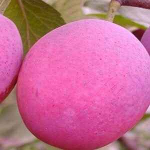 嫁接果树苗红心鸭蛋李新品种特大红肉李子苗南方北方四季果树果苗