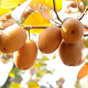 金珠果冬梨树苗特大梨南方北方种植盆栽地栽果树易活当年当年结果