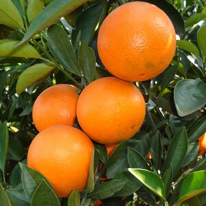 永兴冰糖橙湖南郴州特产新鲜水果甜橙现摘果园直供18斤礼盒装橙子