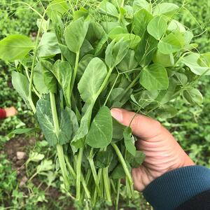 荷兰豆新鲜四川