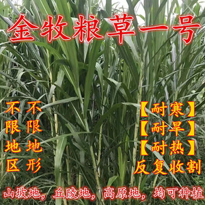 耐寒金牧粮草牧草种子高丹草四季常青高产养殖牛羊鱼兔牧草畜牧草