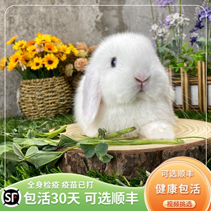兔子活物迷你兔纯白垂耳兔小型侏儒兔儿童宠物兔茶杯兔网红猫猫兔