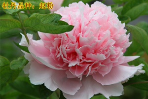 22赵v粉魏紫姚黄豆绿牡丹花苗大苗四大名品花卉朵朵盆栽牡丹秋季