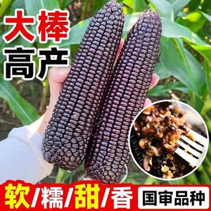 黑甜糯黑玉米种孑超甜水果菠萝大棒香脆甜糯四季高产紫玉米种籽子