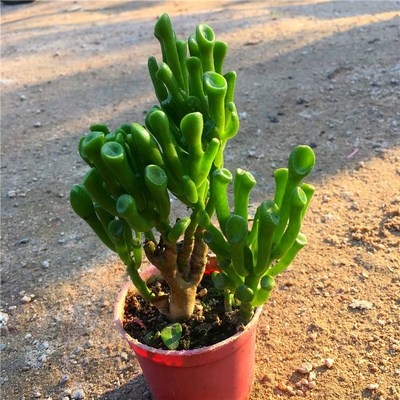 肉树花盆c财植物创意号老庄桩超大吸大老多肉招财客厅多阳台盆