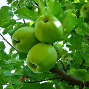 果树苗老品种印度青苹果树苗当年结果南北种植嫁接青苹果苗包嫁接