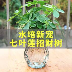 水培植物七叶莲花栽水养花卉属虎办公室鸭脚木盆栽花卉