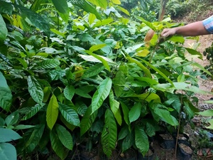 海南特产盆栽可可果树苗热带水果热带作物黑巧力苗1年苗巧克力树