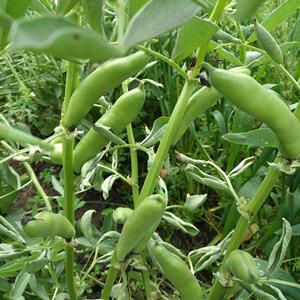 苏南家农有机vqx露天种的植蚕当豆苗结果实豆荚季时令蔬菜