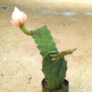 多肉植物仙人掌嫁接令箭荷花蟹爪兰苗带根四季开花室内盆栽包.