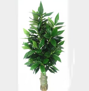 【玉桂树盆栽】玉桂树盆栽品牌,价格 - 阿里巴巴