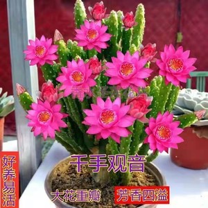 夏天懒人多肉植物多子多孙肉多多养不死仙人掌千手观音防辐室内外