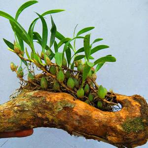 石橄榄石仙桃双叶中号小号单叶小果中果大果庭院挂壁吊篮盆栽