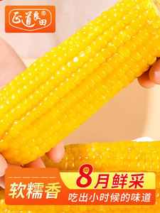 正宗山西忻州甜糯玉米新鲜糯玉米真空包装等了一年的好玉米