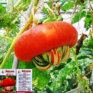 香炉瓜种子 春夏秋四季播瓜果南瓜蔬菜种子 盆栽阳台庭院爬藤遮阴