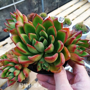 新品云南纯露养肉肉多头群g生老桩东云系血斑多肉植物罗杰安娜一