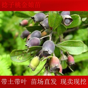 捻子苗 山捻子树苗 桃金娘嫁接苗 庭院盆栽南北种植捻子果树苗