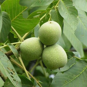 山东矮化鲁光核桃苗早熟薄皮纸皮核桃树苗当年结果包邮嫁接果苗