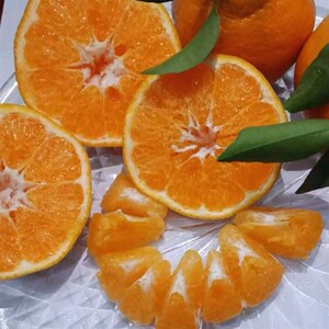 袋青剑丑柑不知火柑桔春见耙耙柑大雅纸袋水果套袋白色单层0人付款