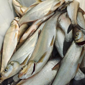805人付款淘宝翘嘴鱼鲜活现杀速冻清理调理冰鲜翘嘴白