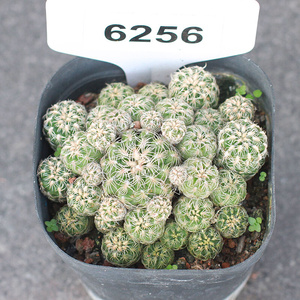 2222植物员外 a樱花罗星x丸 裸萼球属 易开花开群花仙人球 防辐a.