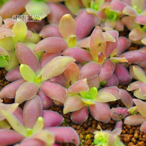 22马尔恰诺捕虫堇食虫植物吃r虫蚊子厨房多肉盆栽食虫草食人花捕
