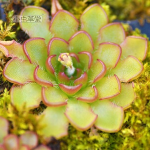 2p2网纹捕虫堇食虫植物吃虫蚊子多肉稀有食虫草食人花捕