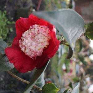 特选【熊谷】2年苗茶花盆栽