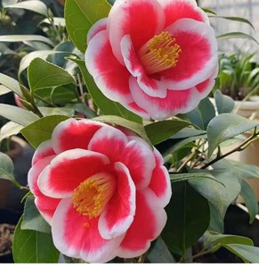 友之浦茶花苗盆栽玉之浦山茶花阳台窗台庭院 福建省永福镇发货