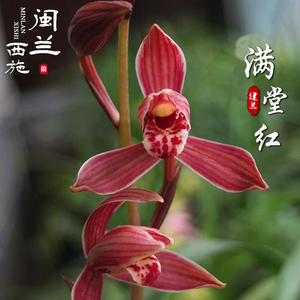 闽兰西施 建兰八大红花满堂红 高端精品兰花苗荷瓣素花盆栽四季兰