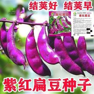 紫扁豆紫眉豆红眉豆种子红峨眉豆高产品种蔬菜阳台盆栽大田易发芽