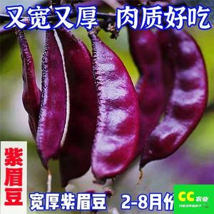 紫色眉豆种子玫红眉豆种籽高产大扁豆种耐热宽荚扁豆孑蔬菜种孑