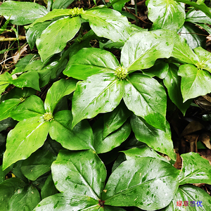 新鲜红四块瓦四片瓦可栽种中草药材四叶黄四儿风现采晒干四大天王