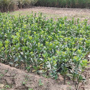 千年y矮树苗常绿四季路边绿化花卉院子里种的花万年青树苗黄杨