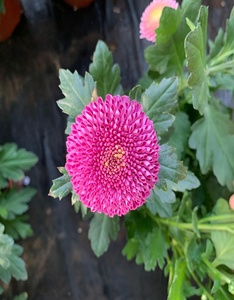 000人付款淘宝新品p兵兵菊多头多色可选观赏球形室外