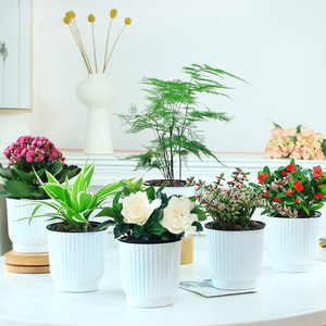 蓬栽桌上吸水养盘载植物室内花绿植花卉小卧室辐射水值盆景房间.