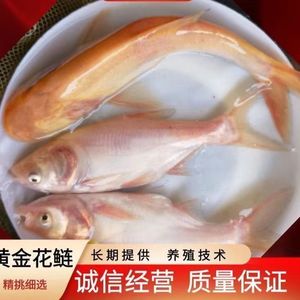 黄金大头鱼苗红花鲢鱼红鳙鱼金大头活体淡水鱼苗胖头鱼苗金鲢鱼苗